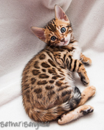 Bengalkatze rosetted